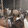 Yard For Rent